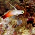 dartfish_fire_db_v_0705_png2141.jpg
